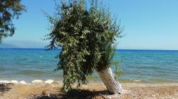 Playa de Valimitika, Acaya, Grecia